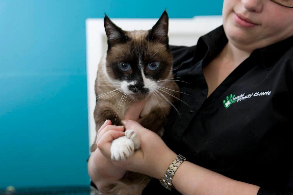 Veterinarian holding a Siamese cat at Pyrmont Vet